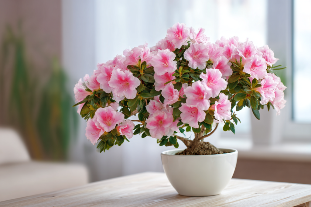Rhododendron simsii fleuri rose dans un salon