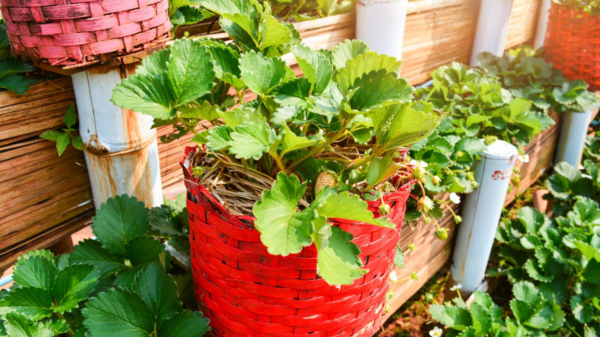 Comment choisir le bon bac potager pour votre balcon ?